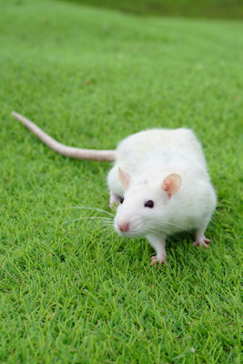 Tamme rat: Jane
