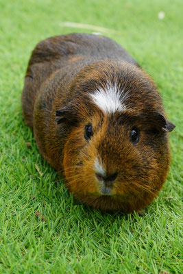 Cavia: Dolly