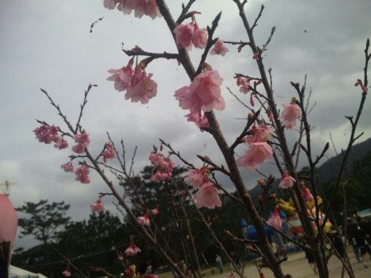 沖縄の桜は1月から咲いてます。
