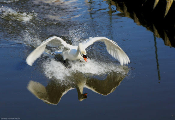 Swan, Marken, The Netherlands