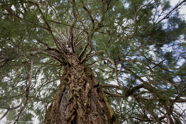 Sequoia Tree, RapenlochSchlucht Austria