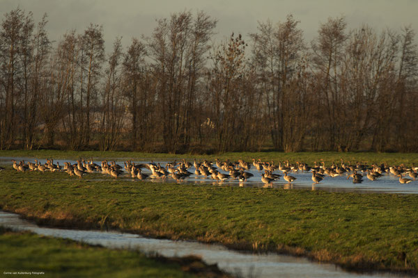 Gooses, Benschop, The Netherlands