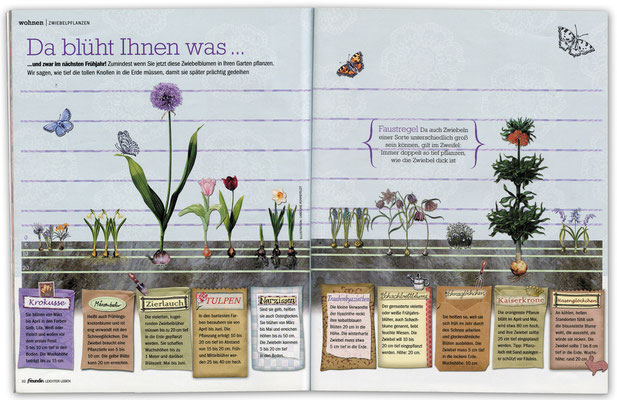 Infographik für FREUNDIN Leichter Leben Motiv "Zwiebelblumen"  © Caroline Ronnefeldt 