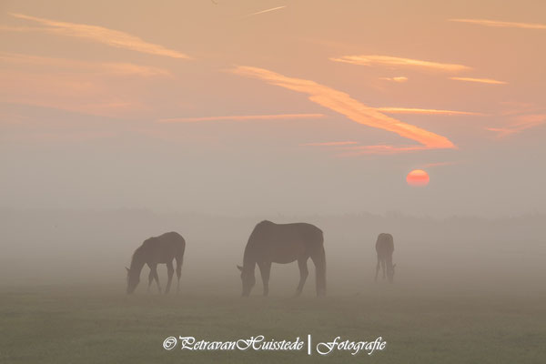 Paarden in de mist Uitgeest