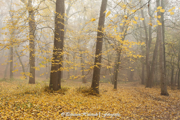 Bomen in de mist Duinvermaak -3