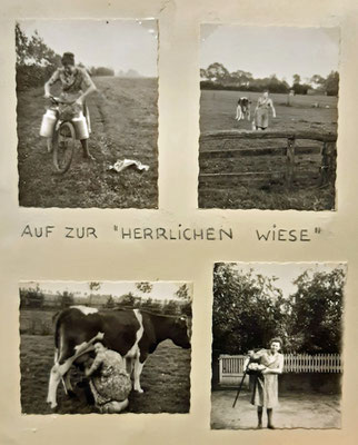 Agnes half täglich beim Melken. Milch brachte sie in Kannen mit dem Fahrrad nach Hause.