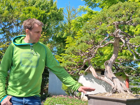 Ingo Klement stellt verschiedene Bäume vor