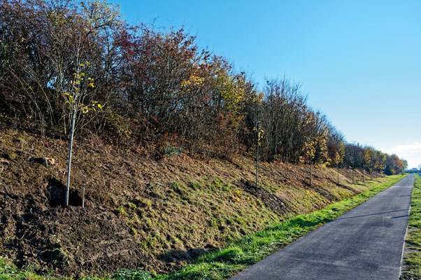 Die gepflanzten Bäume entlang der Eversumer Str.