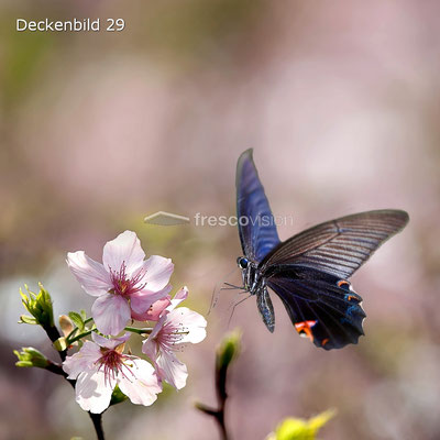 Schmetterling Deckenbild 29