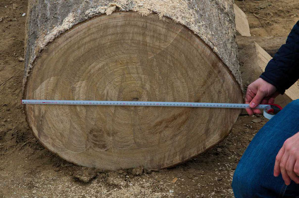 16 Jahre alte Paulownia mit 66 cm Brusthöhendurchmesser (BHD)