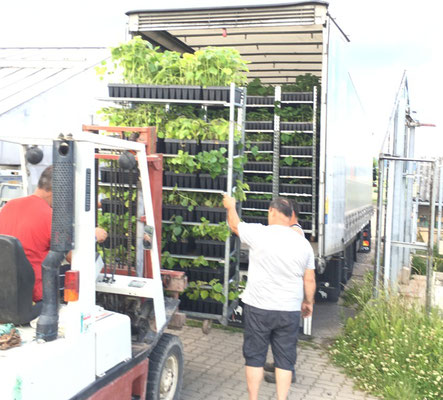 Pflanzen für eine ca. 50ha Paulownia Plantage werden in einen Sattelzug verladen