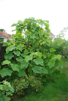 Zweijährige Paulownia, Blauglockenbaum, Kiribaum