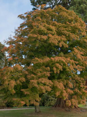 Fächerahorn - Baum