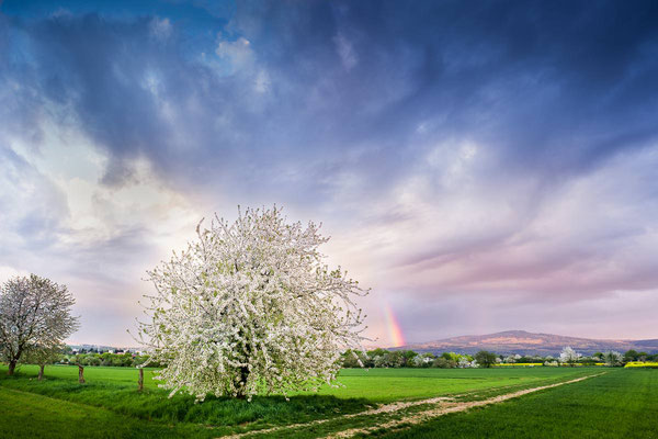 Kirschbaum in voller Blüte und Regenbogen am Altkoenig