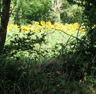 ein Sonnenblumenfeld in Frankreich