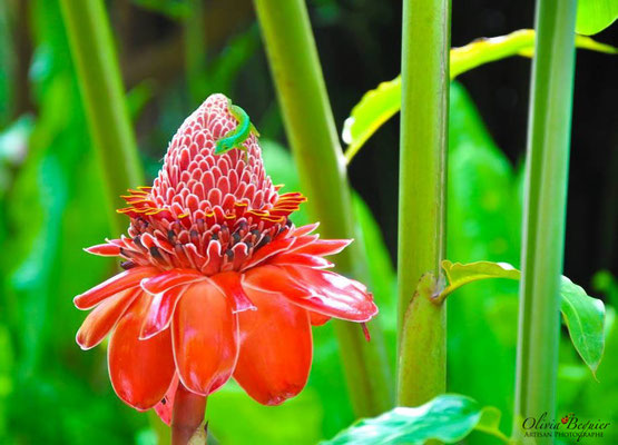 Le Jardin De Balata Les Petits Reporters