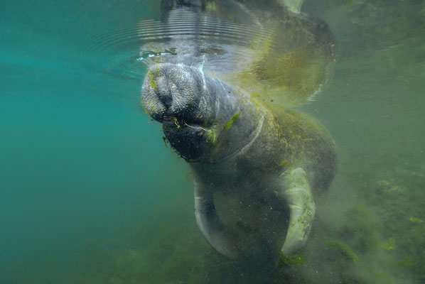  West Indian Manatee (Trichechus manatus), Crystal River, Florida