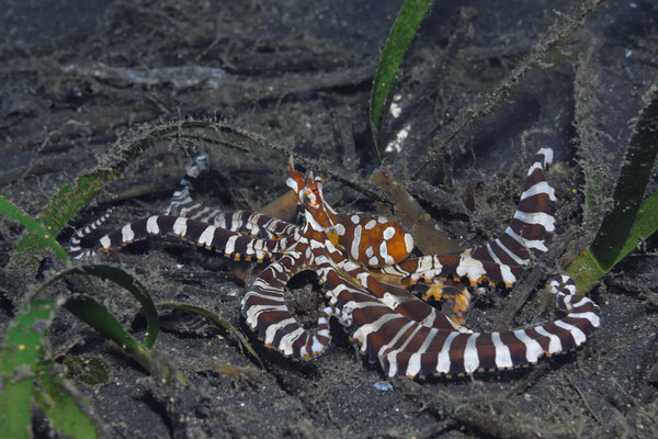 Wonderpus (Wonderpus photogenicus), Lembeh Strait, Indonesia