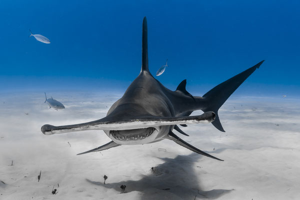Great Hammerhead Shark (Sphyrna mokarran), Bahamas