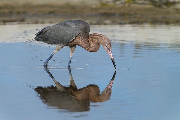 Reddish Egret (Egretta rufescens), Florida, USA