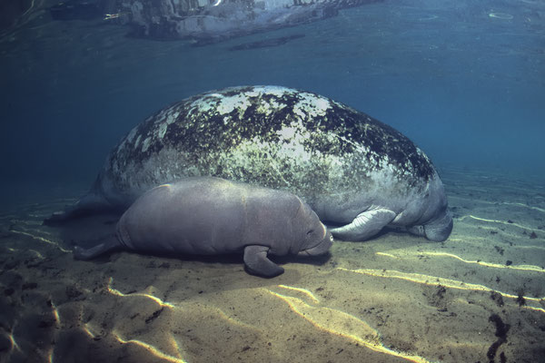  West Indian Manatees (Trichechus manatus), Crystal River, Florida
