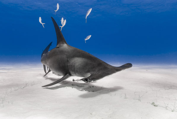 Great Hammerhead Shark (Sphyrna mokarran), Bahamas