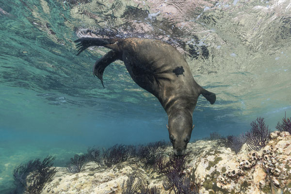 California Sea Lion (Zalophus californianus), Los Islotes, Mexico