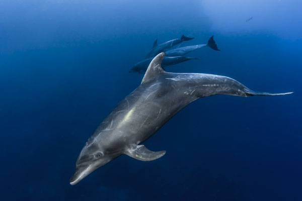 Bottlenose Dolphins (Tursiops truncatus), Revillagigedos Islands, Mexico