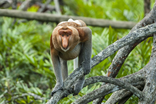 Proboscis Monkey (Nasalis larvatus), Borneo, Malaysia