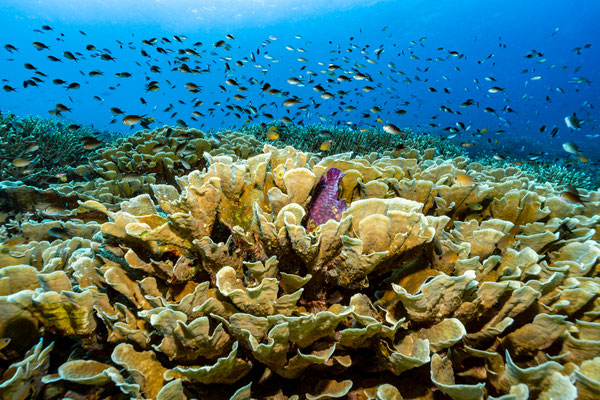 Hard Corals "Montipora sp." Raja Ampat, Indonesia