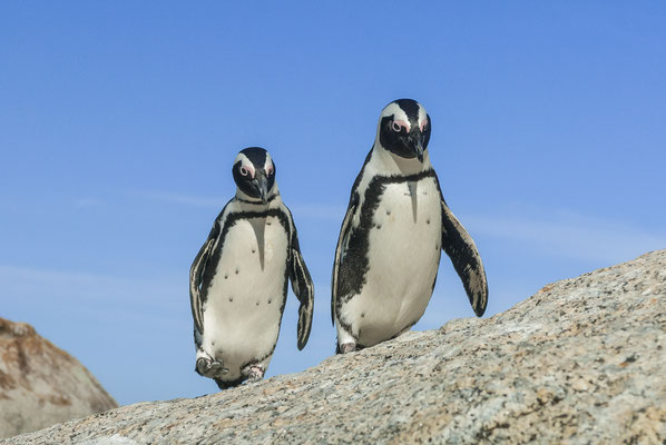 African Penguins (Spheniscus demersus), Boulders Beach, South Africa