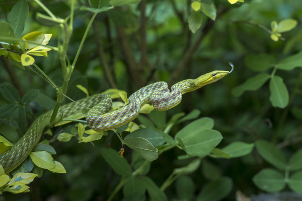 Malayan Green Whip Snake (Ahaetulla prasina), Lembeh Strait, Indonesia