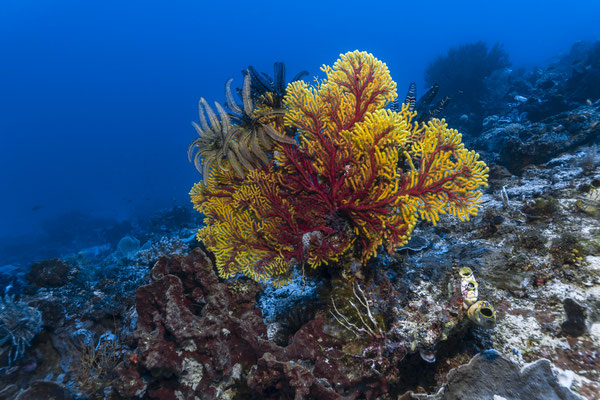 Sea Fan, Raja Ampat, Indonesia