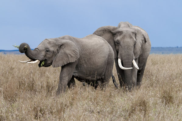 African Elephant (Loxodonta africana), Masai Mara, Kenya