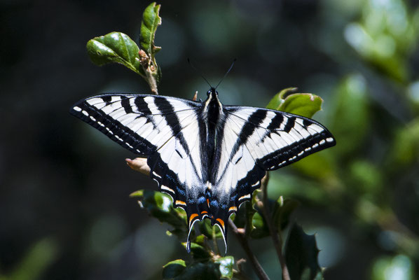 Western Tiger Swallowtail (Papilio rutulus), California, USA