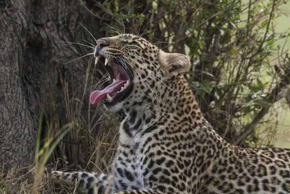Leopard (Panthera pardus), Masai Mara, Kenya