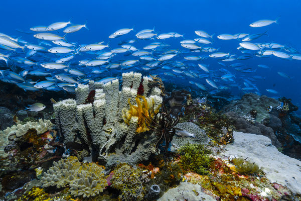Living Reef, Raja Ampat, Indonesia