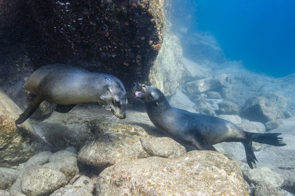California Sea Lions (Zalophus californianus), Los Islotes, Mexico