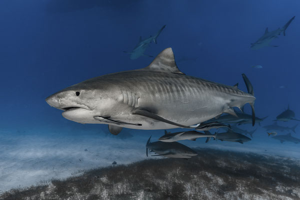Tiger Shark ( Galeocerdo cuvier), Bahamas