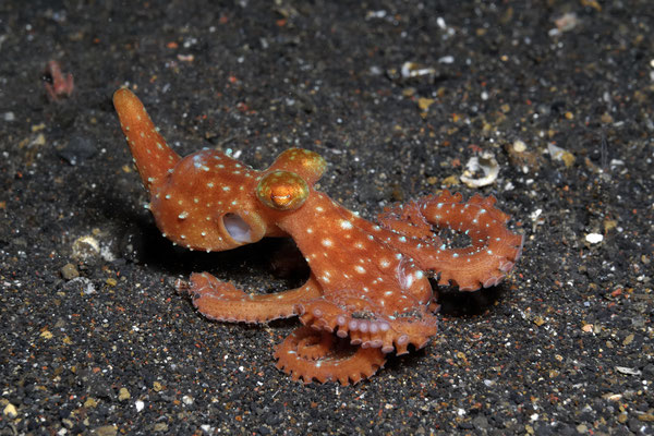 Stairy Night Octopus (Callistoctopus lutens), Lembeh Strait, Indonesia