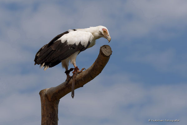 Palmgeier