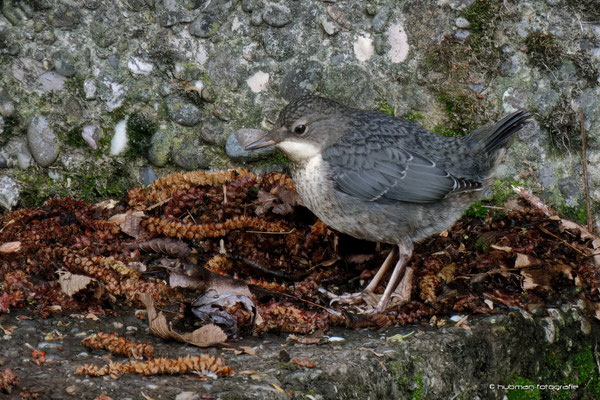 Wasseramsel Jungvogel