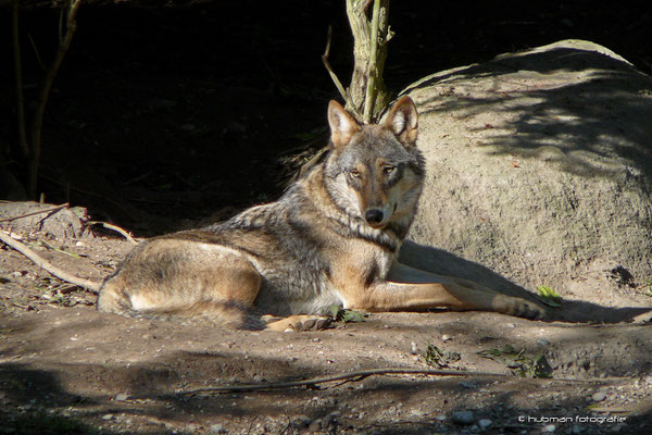 Europäischer Wolf