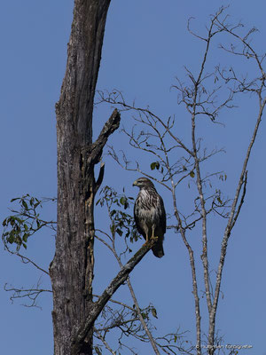 Mäusebussard