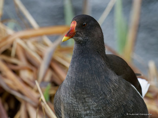 Teichhuhn (m)