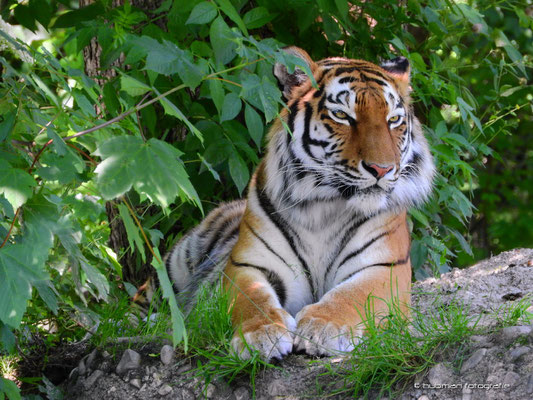 Sibirischer Tiger