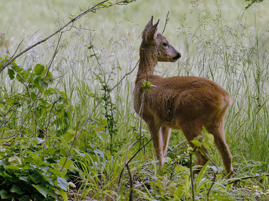 Rehwild