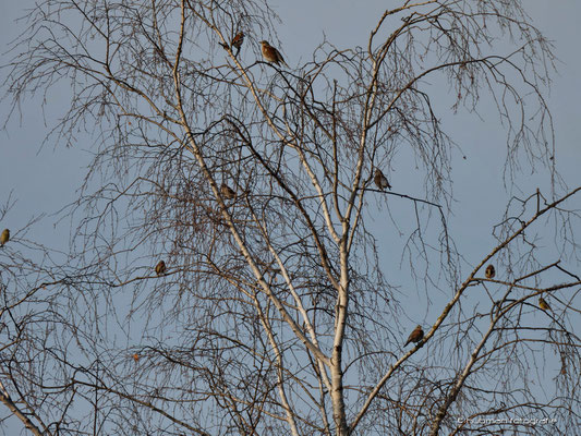 Winterzeit ist Vogelbeobachtungszeit. Ohne Laub kann man sie sehr gut in den Bäumen sitzen sehen ,