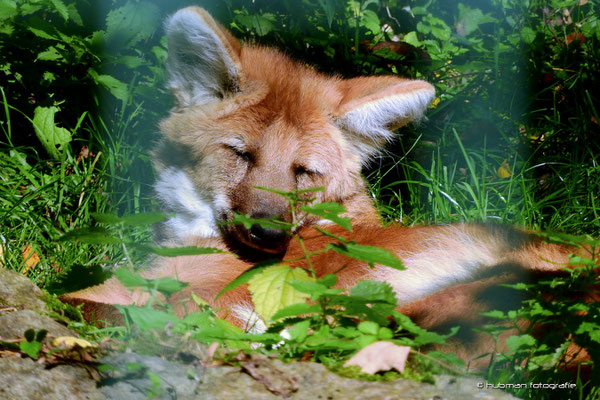 Mähnenwolf