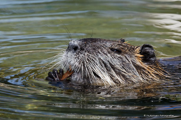 Nutria